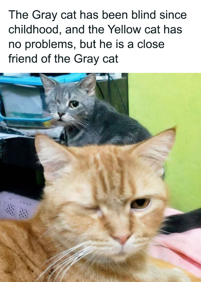 Get Ready To Laugh: 50 Cat Pics That Are Basically The Internet's Funniest Felines