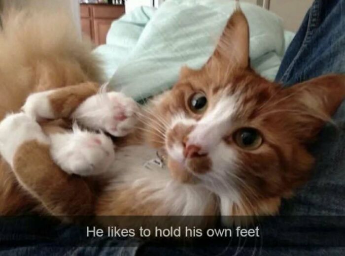 Get Ready To Laugh: 50 Cat Pics That Are Basically The Internet's Funniest Felines