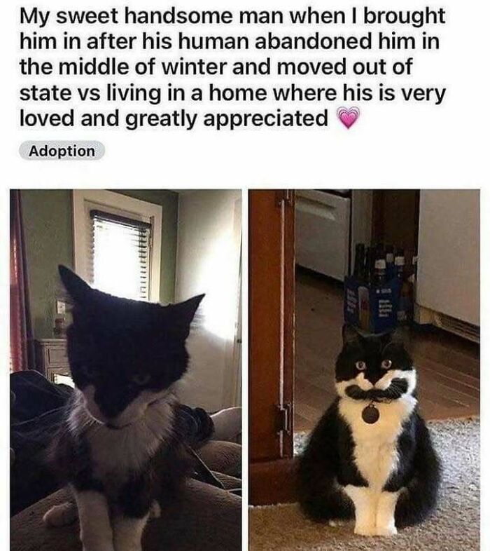 Get Ready To Laugh: 50 Cat Pics That Are Basically The Internet's Funniest Felines