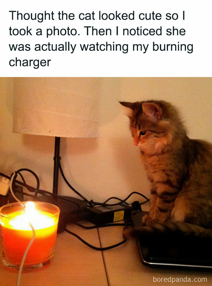 Get Ready To Laugh: 50 Cat Pics That Are Basically The Internet's Funniest Felines