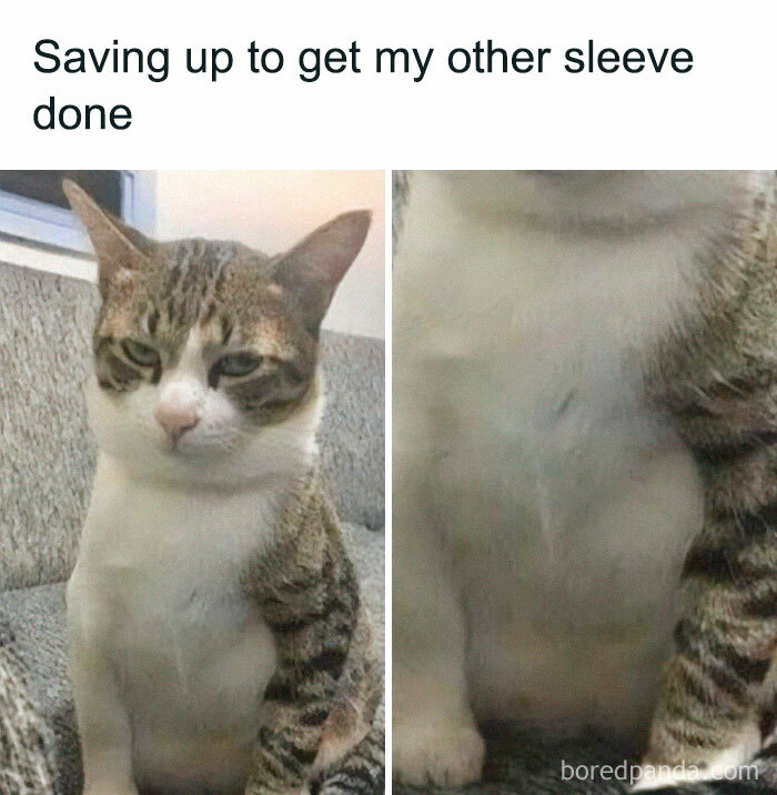 Get Ready To Laugh: 50 Cat Pics That Are Basically The Internet's Funniest Felines