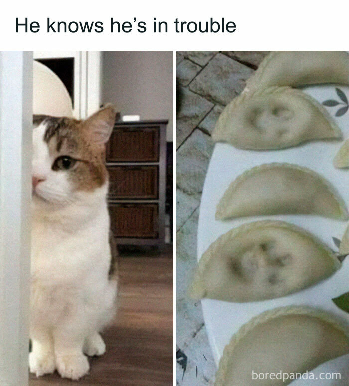 Get Ready To Laugh: 50 Cat Pics That Are Basically The Internet's Funniest Felines