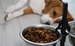 The Wildest Stuff Dog Parents Actually Did for Their Pups