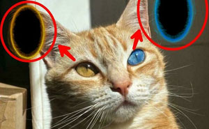 Wait, They Actually Made These Hilarious Name Sound-Alikes?