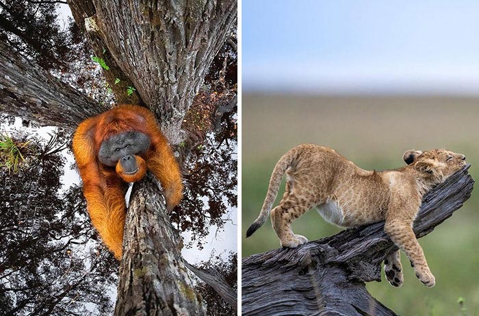 38 Wild Animal Pics That Will Totally Make Your Day