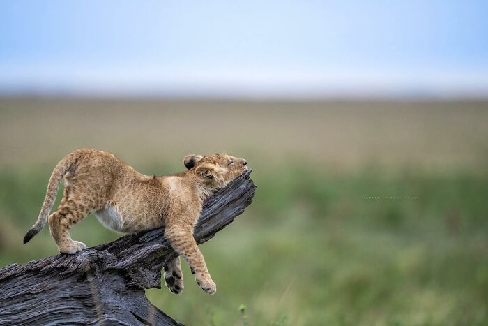38 Wild Animal Pics That Will Totally Make Your Day