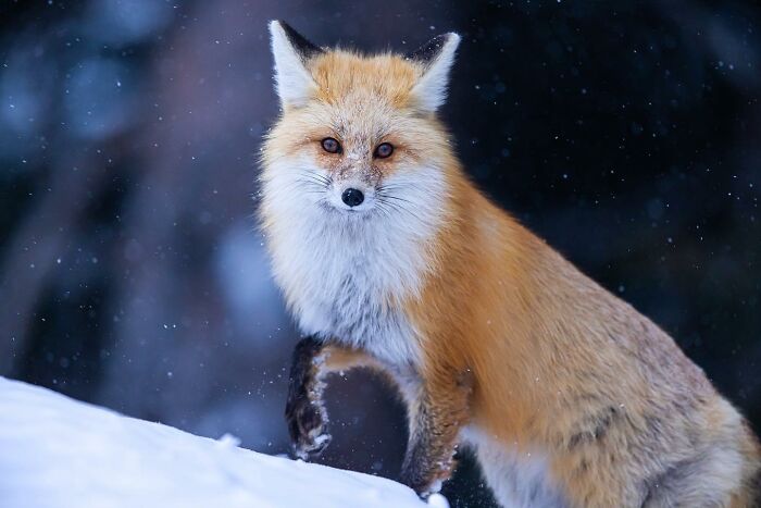 38 Wild Animal Pics That Will Totally Make Your Day