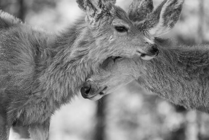 38 Wild Animal Pics That Will Totally Make Your Day