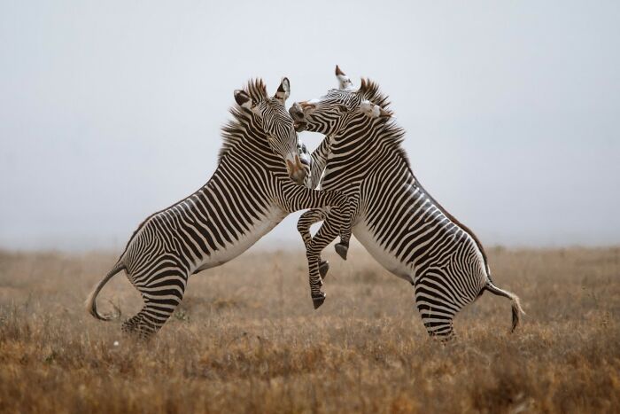 38 Wild Animal Pics That Will Totally Make Your Day