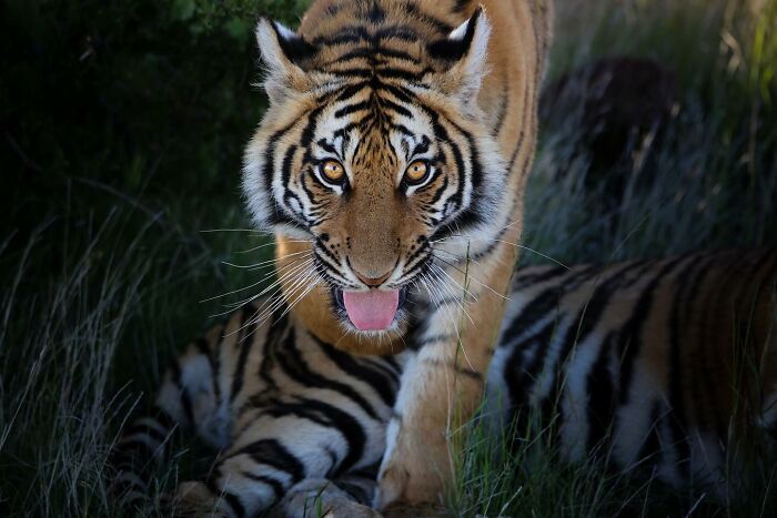 38 Wild Animal Pics That Will Totally Make Your Day