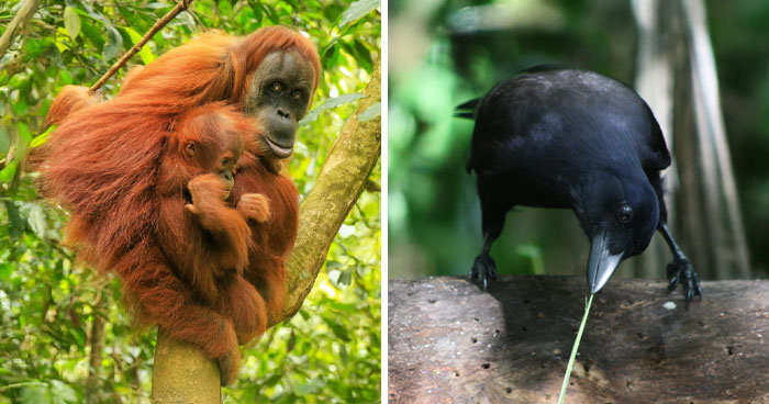 Mind-Blowing List: The 18 Brainiest Animals You Didn’t See Coming!