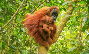 Mind-Blowing List: The 18 Brainiest Animals You Didn’t See Coming!