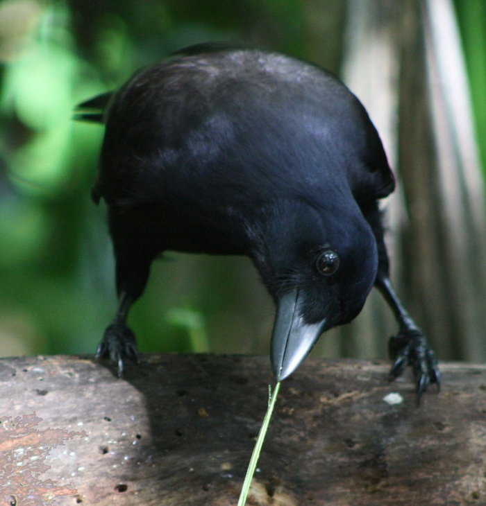 New Caledonian Crow