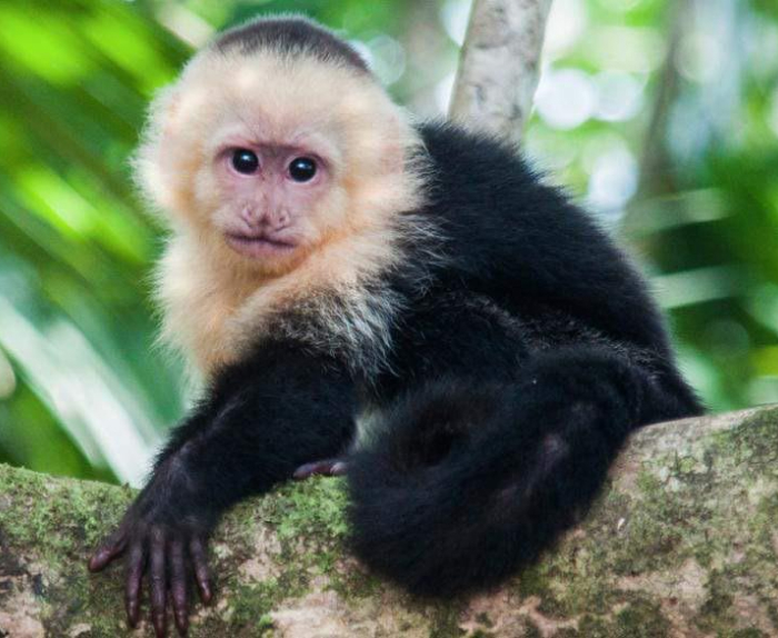 Capuchin Monkey