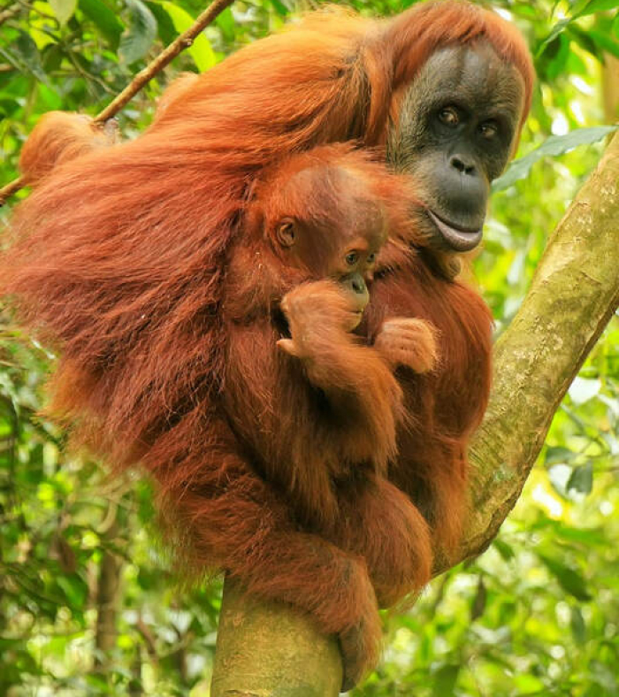 Orangutans