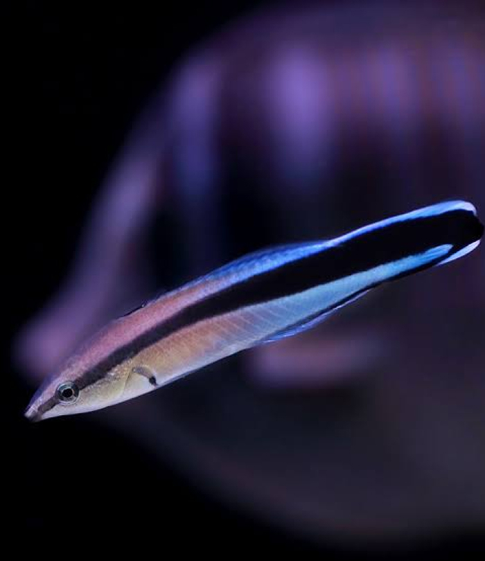 Bluestreak Cleaner Wrasse