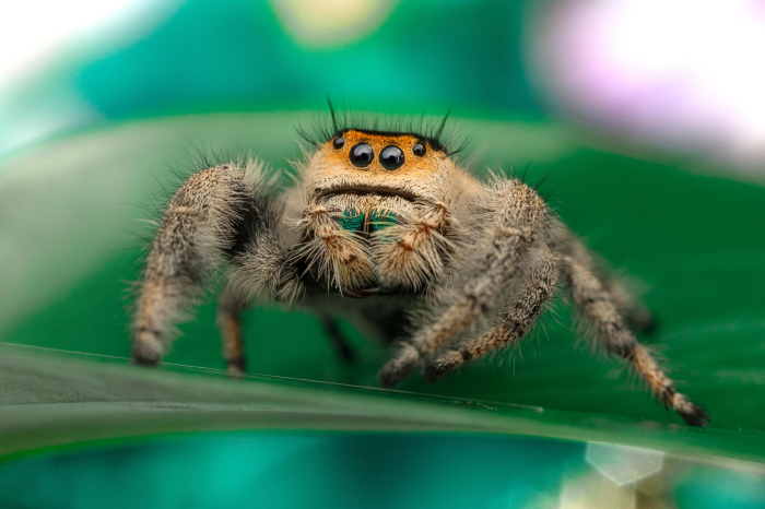 Jumping Spider