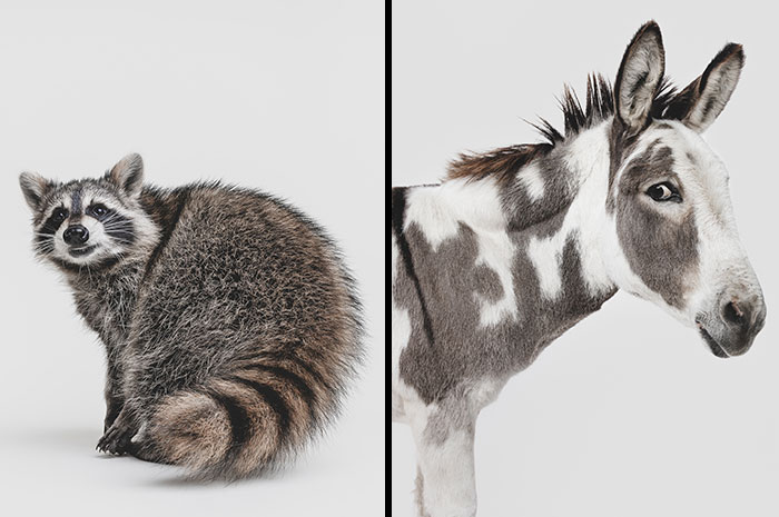 Wait, They Actually Took Portraits Of Goats, Owls & Raccoons?!
