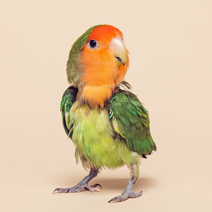 Wait, They Actually Took Portraits Of Goats, Owls & Raccoons?!