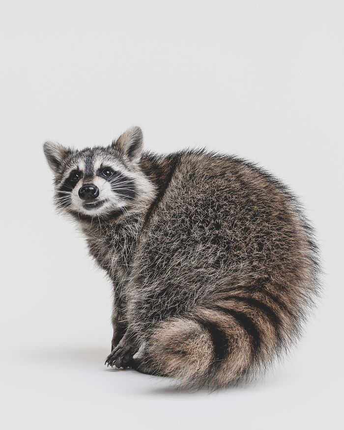 Wait, They Actually Took Portraits Of Goats, Owls & Raccoons?!