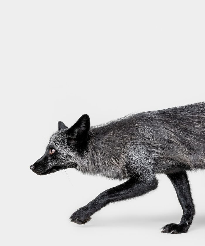 Wait, They Actually Took Portraits Of Goats, Owls & Raccoons?!