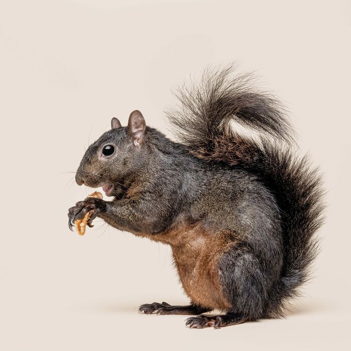 Wait, They Actually Took Portraits Of Goats, Owls & Raccoons?!