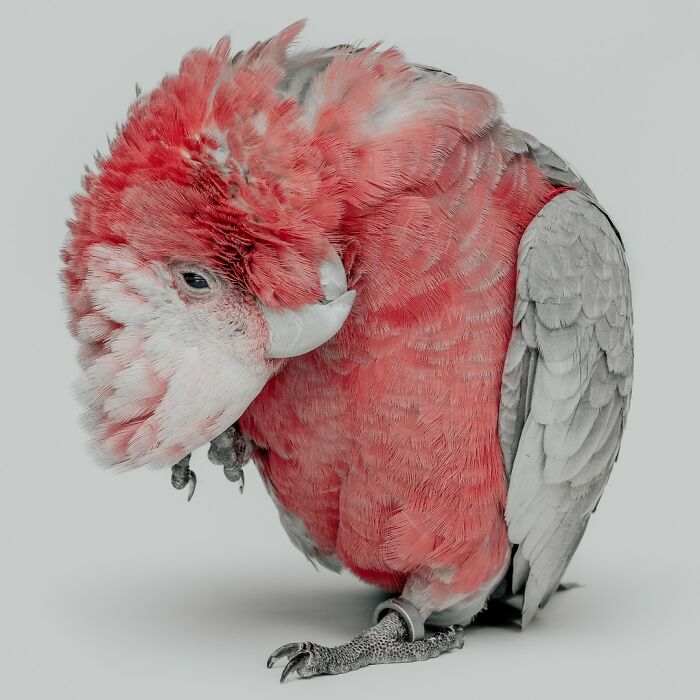 Wait, They Actually Took Portraits Of Goats, Owls & Raccoons?!