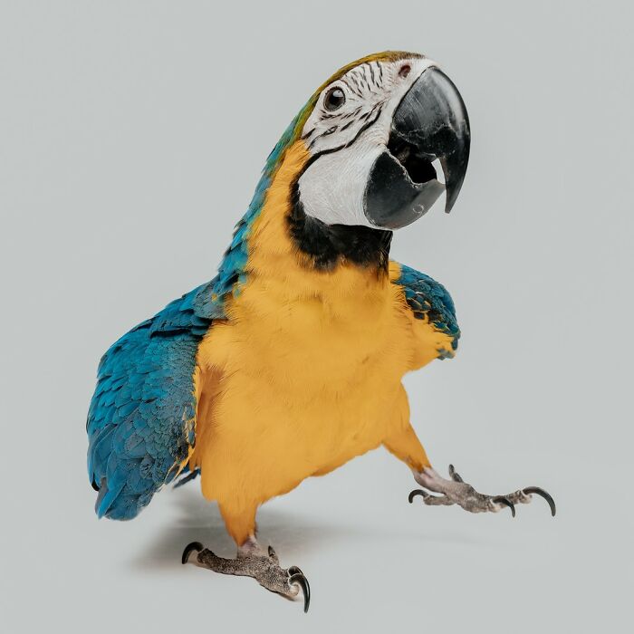 Wait, They Actually Took Portraits Of Goats, Owls & Raccoons?!