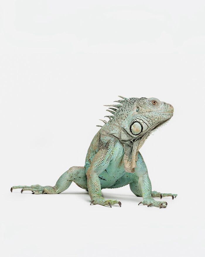 Wait, They Actually Took Portraits Of Goats, Owls & Raccoons?!