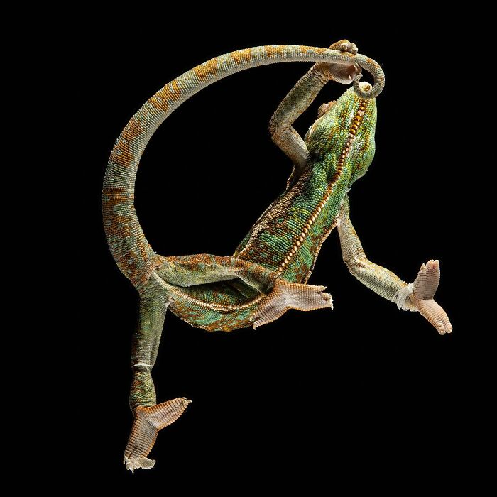 Wait, They Actually Took Portraits Of Goats, Owls & Raccoons?!