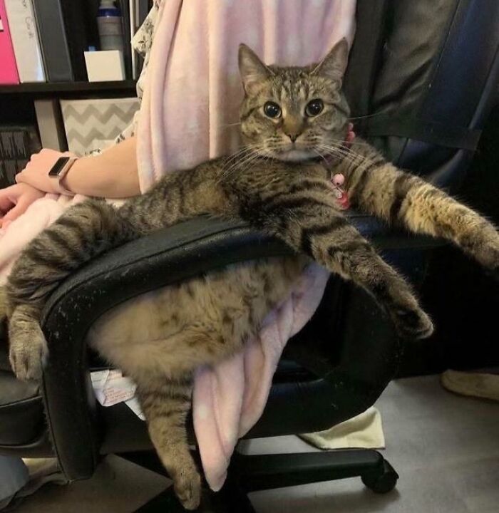 This Pet Has More Poise Than Me, but Zero Privacy Sense