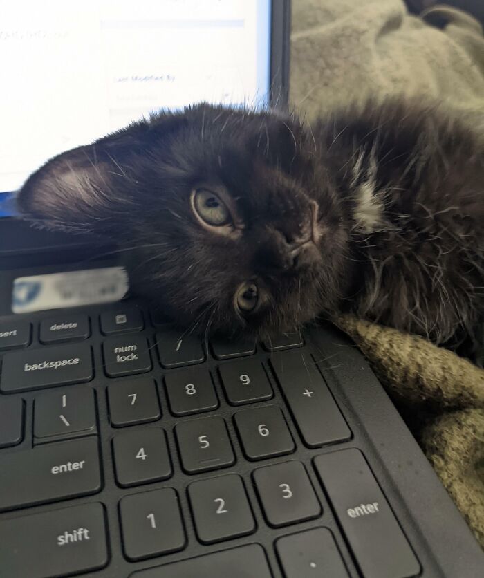 Hey! Stop Working. Pet Me Now!
