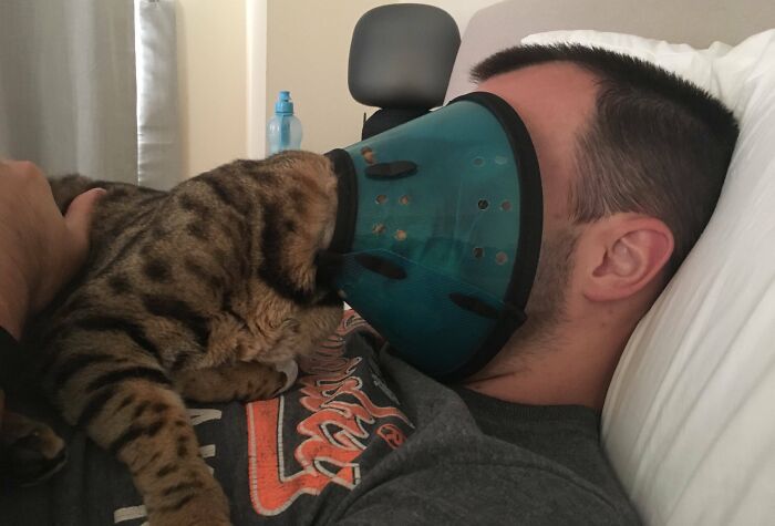 Cats + Cone of Shame = Head-Bump Mania