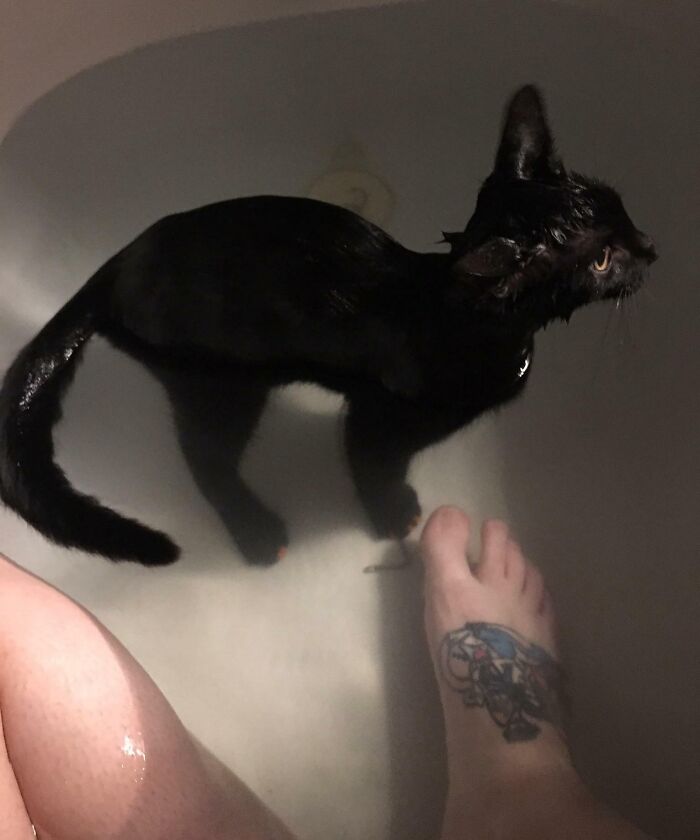 Didn’t Lock the Door, Got a Bathtub Buddy