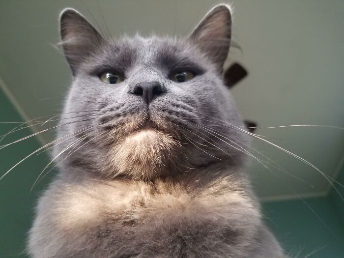 Woke Up to My Cat Giving the Ultimate Stare-Down