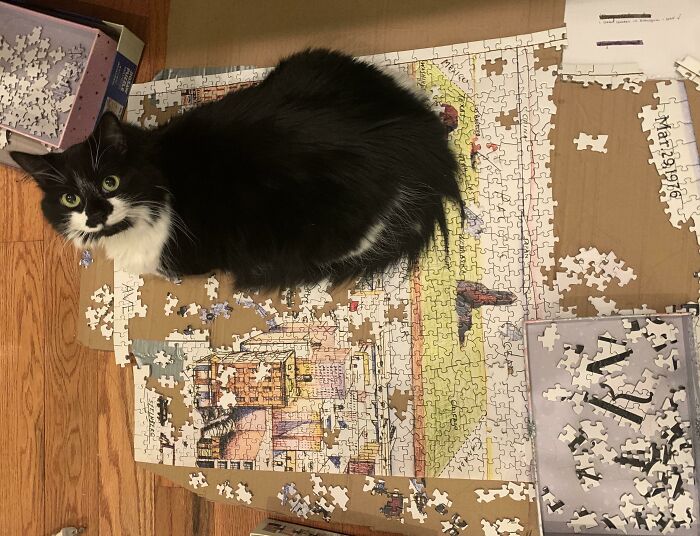 850 Sq Feet of Floor and She Picks My Puzzle to Sit On