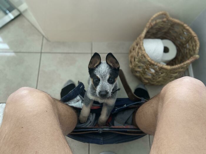 They Said Get a Puppy, Said It’d Beat Quarantine Loneliness. They Were Right!