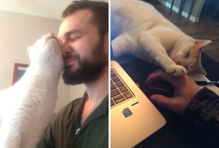 During the Interview, They Asked "Do You Like Cats?" and "Personal Space Issues?" Now I Know Why