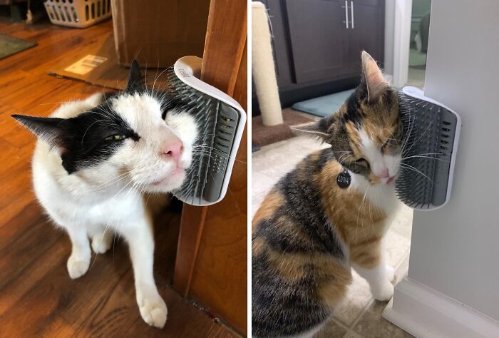 A Self-Grooming Cat Brush That Your Kitty Will Actually Beg To Use