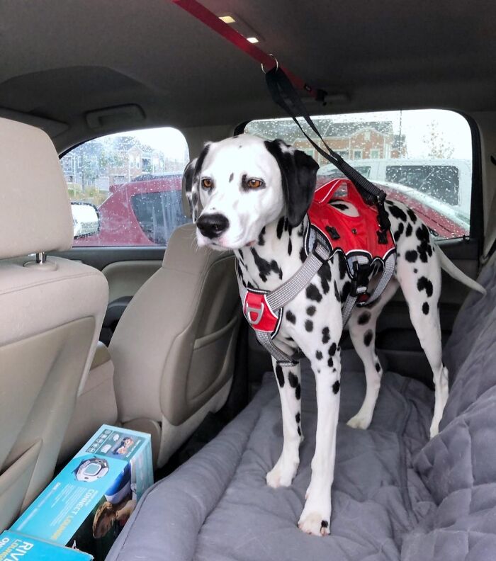 Backseat Doggo? This Dog Restraint Has You Covered (Literally!)