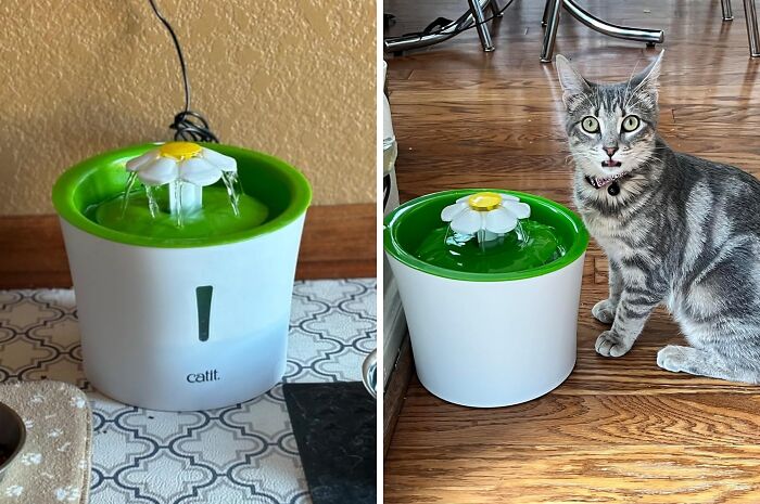 For Cats That Like To Boogie: The Flower Fountain