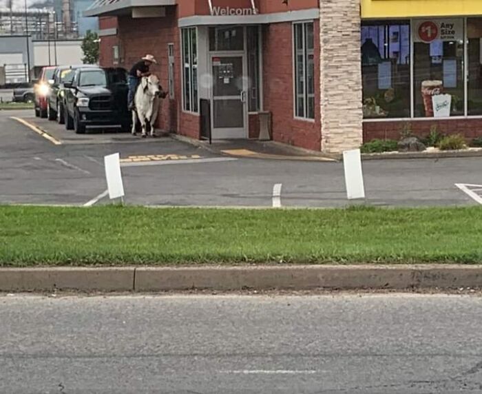 Riding a Cow Through McDonald's Drive-Thru? Sure, Why Not.