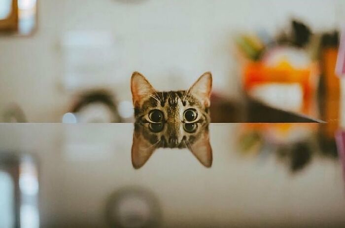 30 Cat Photos That Basically Nail The Drama, Mischief, And Cute Vibes