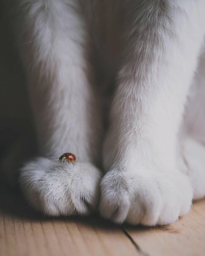 30 Cat Photos That Basically Nail The Drama, Mischief, And Cute Vibes