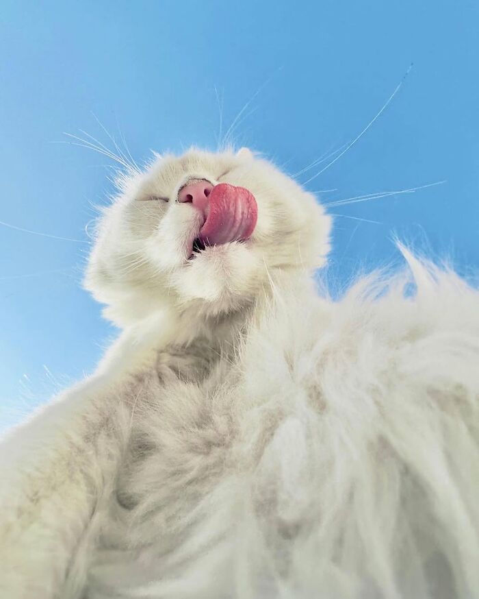 30 Cat Photos That Basically Nail The Drama, Mischief, And Cute Vibes