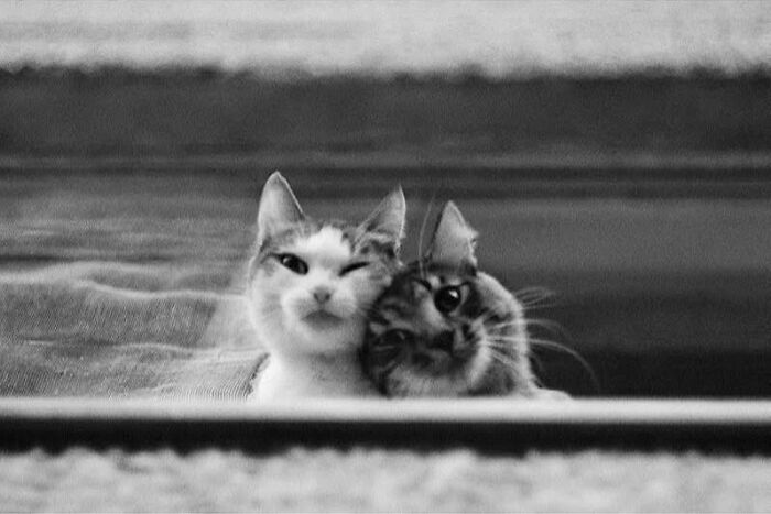 30 Cat Photos That Basically Nail The Drama, Mischief, And Cute Vibes