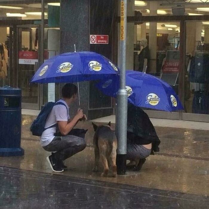 Strangers Sheltered a Dog Tied to a Lamppost in the Rain (Heroic!)