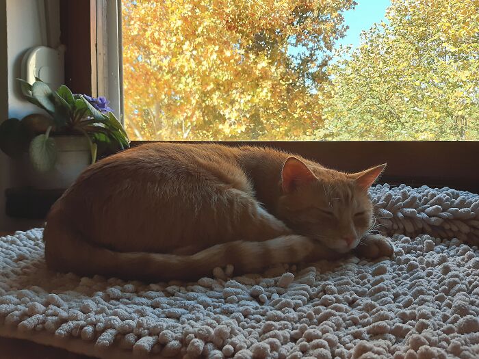 My Ginger Cat and That Golden Tree Vibe