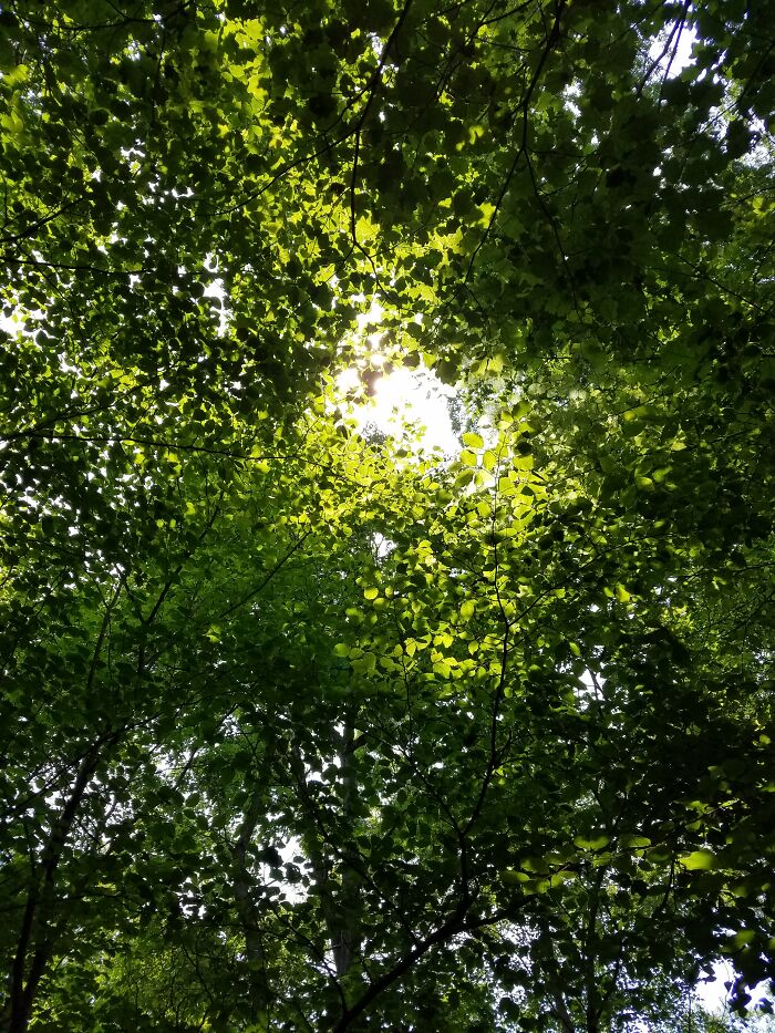 A Sunny Michigan Forest Walk That Feels Like a Dream