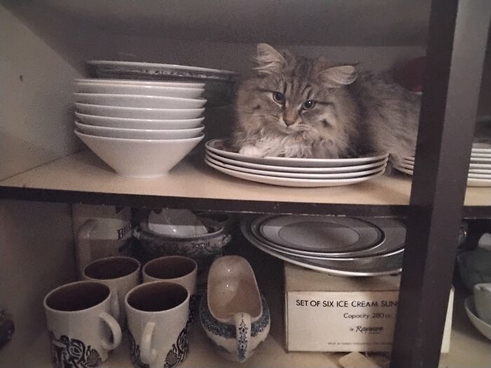 Mission: Find My Cat